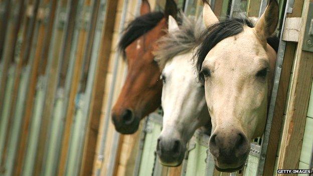 Three horses sticking their heads out of their stable doors