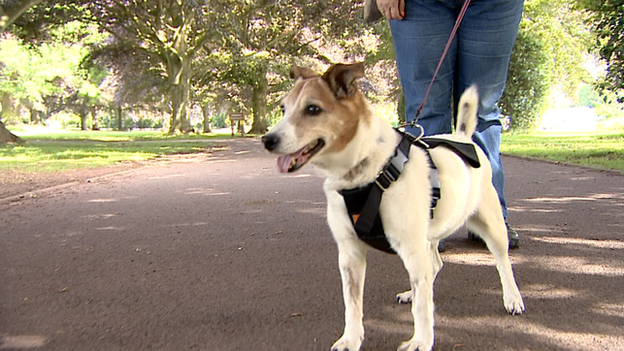 A dog on a lead