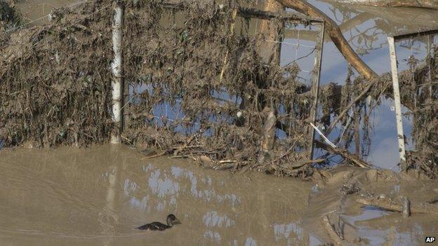 A duck swims in the mud at a flooded zoo area in Tbilisi, Georgia, on 15 June 2015.