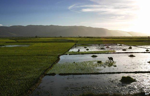 Rice farmer in Haiti