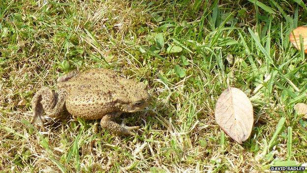 Toad returned to Nene Park