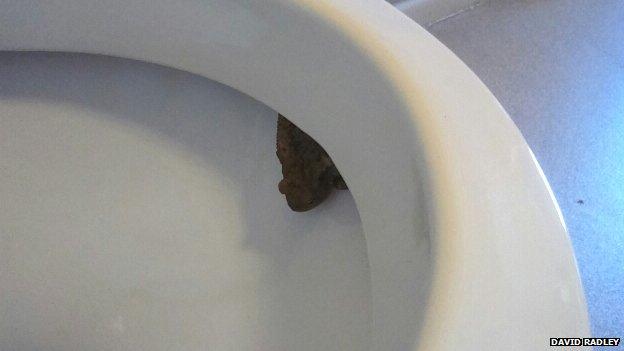 Toad in a toilet bowl