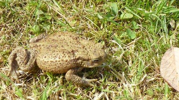 Toad returned to Nene Park