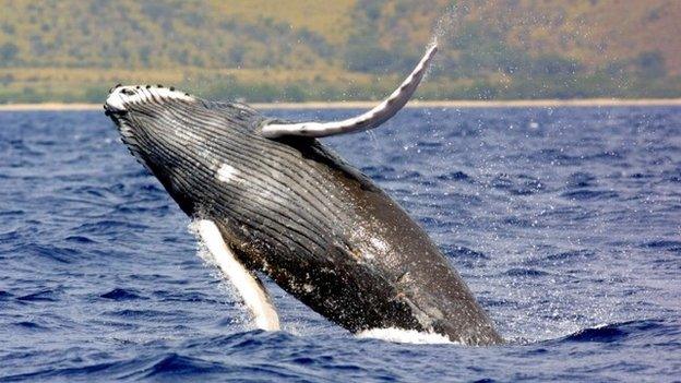 Humpback whale