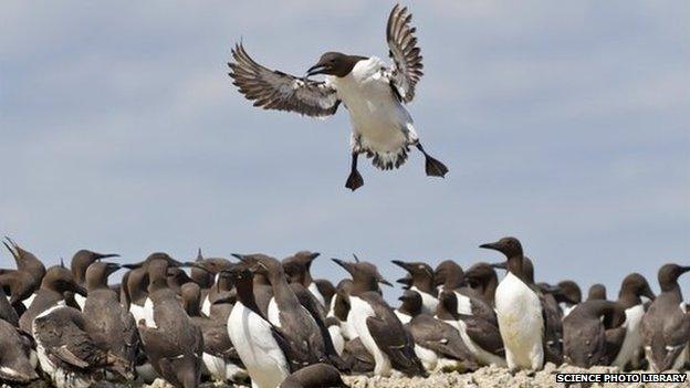 Guillemot