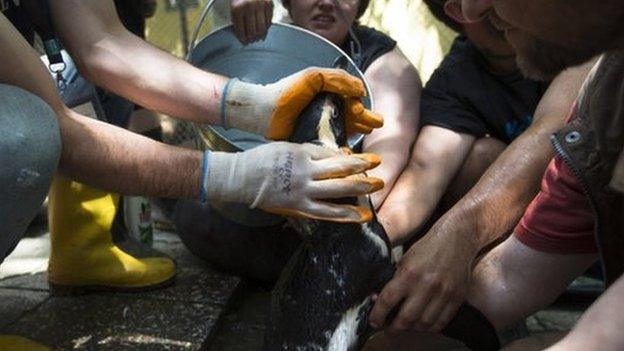 Zoo employees wash the mud from a penguin at the zoo in Tbilisi, Georgia, Tuesday, 16 June 2015