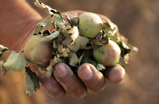 A hand holding apples