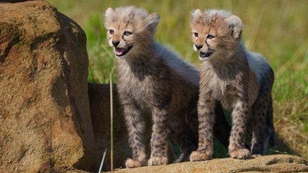 Cheetah cubs stand on rock