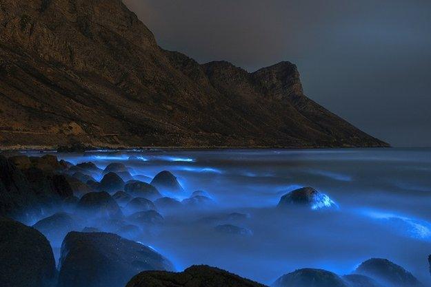 bioluminescence