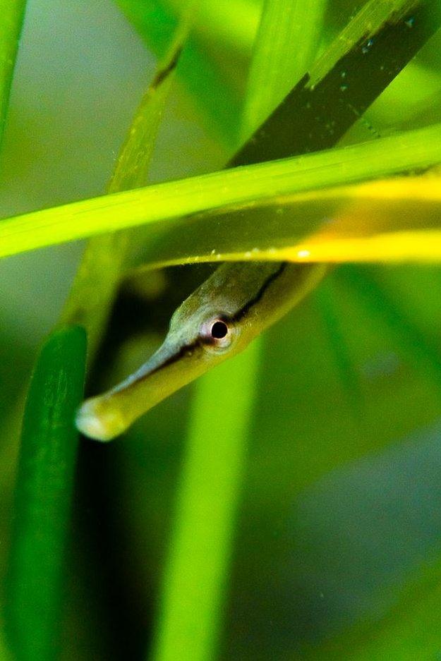 snake pipe fish