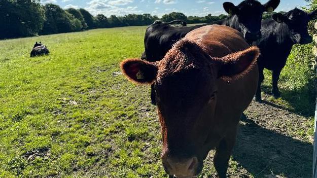 Three cows staring at the camera while standing in a field in Shaftesbury