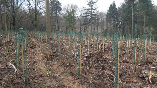 The restocked area at Wentwood Forest