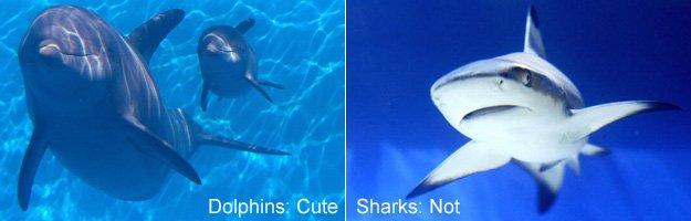 Dolphin looking nice, shark looking nasty