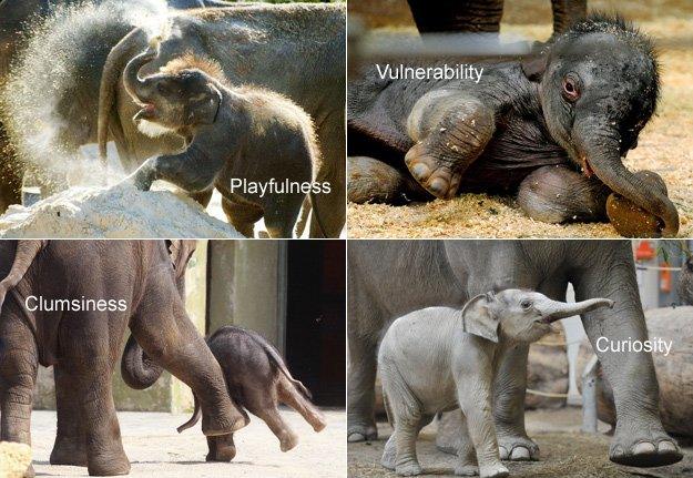 Baby elephants doing cute things