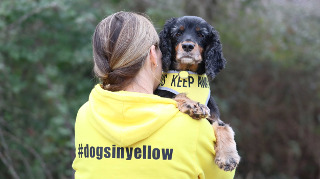 A dog in a yellow harness being held by a person in a yellow hoodie