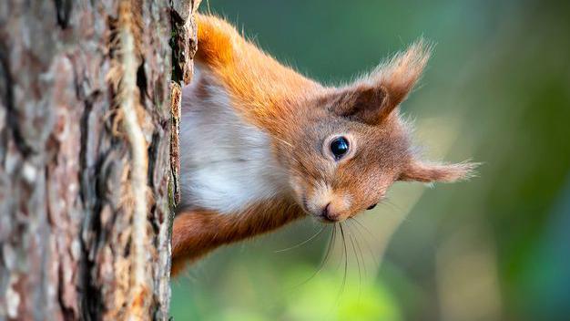 red squirrel poking it's head out from behind a tree
