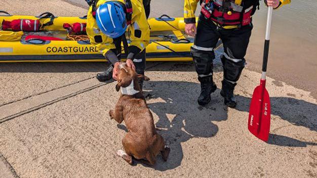 Lola the dog safely back on shore