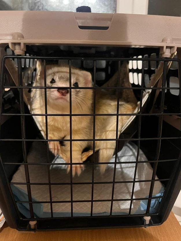 Boh the ferret in his black cage. He is on a hammock and is looking at the camera. 