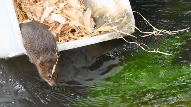 A water vole climbs out of a plastic release container filled with wood shavings into a shallow river, where clear water flows over stones and bright green aquatic plants.