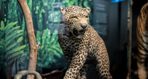 Stuffed leopard