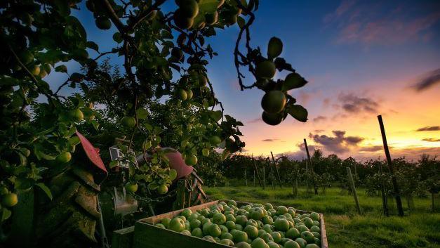 A full apple crate attached to a tractor trailer in an apple orchard under a sun set sky