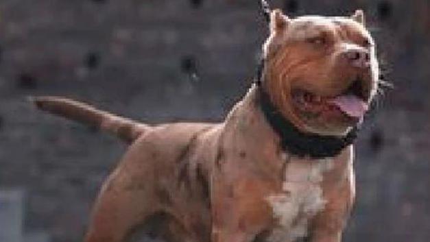 Cookie pictured on a lead pulling forwards. The dog has light brown fur with a little white on its chest