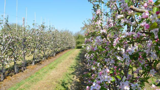 A long stretch of apple blossom