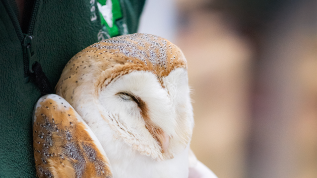 A close-up of a barn owl's face