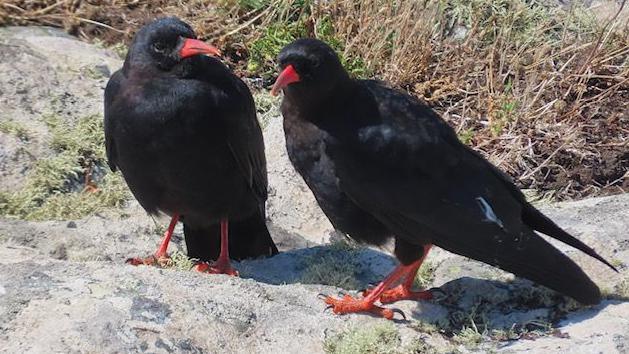 Two choughs on a rock