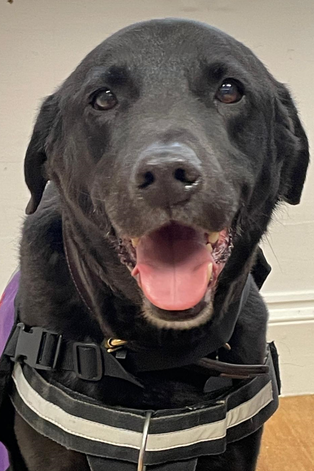 Dog with mouth open wearing a purple vest 