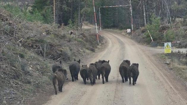 The group of pigs are seen from behind and are running down a forestry track. The animals are of different sizes.