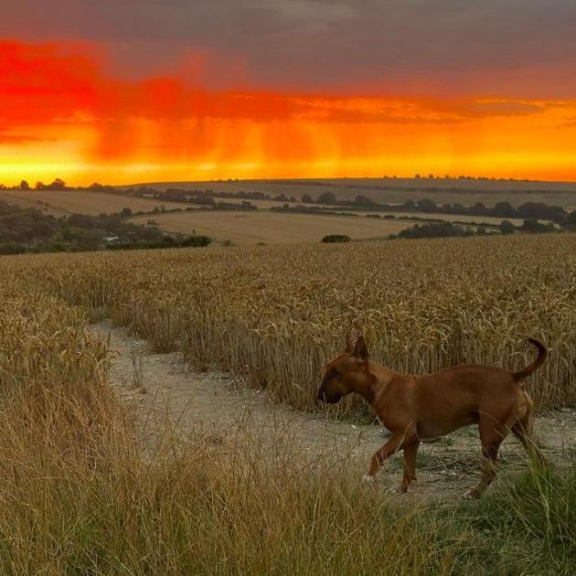 A corn field with a bright orange sky above it and a dog in the foreground