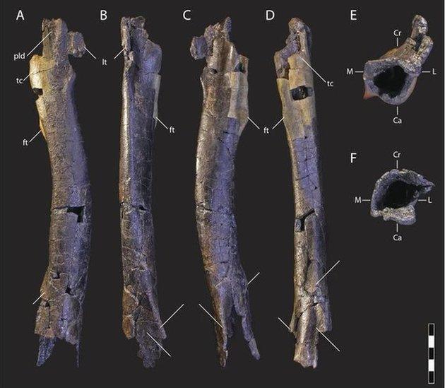 Fossils found by Dr Zanno