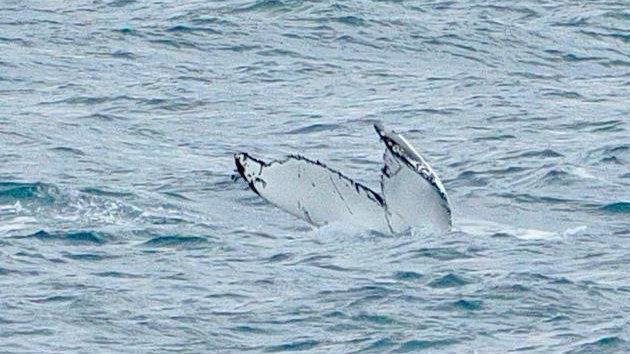 The tail fin of a whale coming out of the water. The inside of tail fin is white and the outside is navy blue. The sea is a light blue.