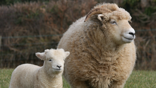 Exmoor Horn Sheep