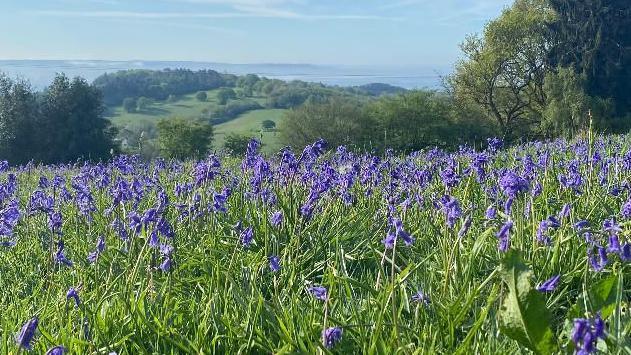 Lots of bluebells stand above the grass on a hill on a sunny day overlooking countryside below