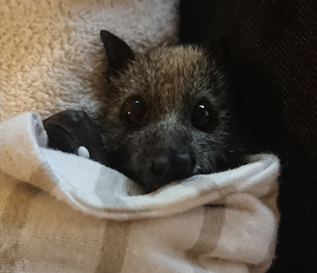 bat-in-a-blanket