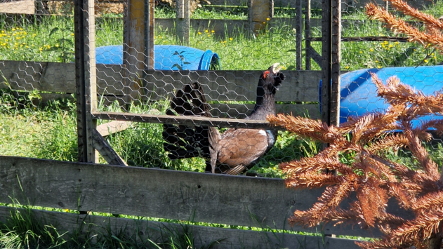 A black grouse in a back yard aviary