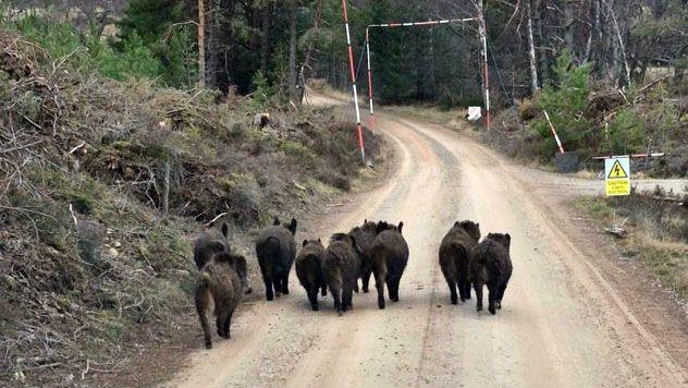 A group of feral pigs walking along a road in a wood near Kingussie