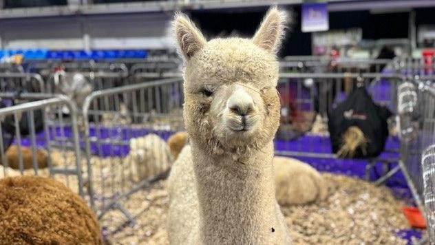 An alpaca