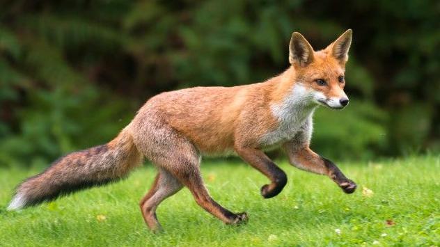 Stock photo of a fox