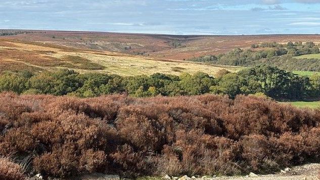 Brown moorland heather in Goathland in the foreground leads to a strip of green trees and further brown moorland.