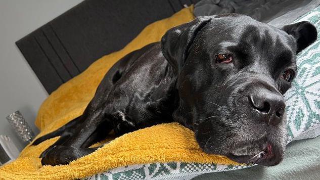 Bruno the dog laying on a yellow towel on a bed. 