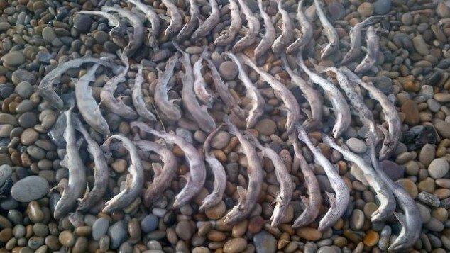 Cat sharks found dead on Chesil Beach