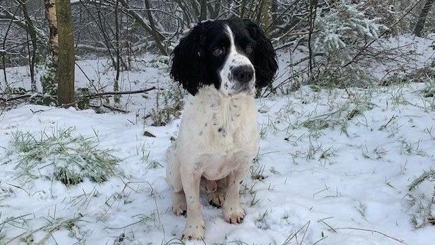 Black-and-white springer spaniel Freddie photographed on a winter's day with snow lying on the ground.