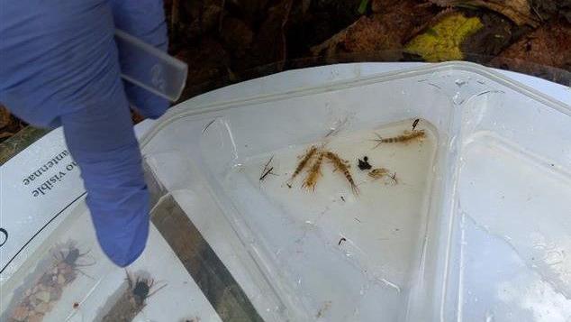 Four mayfly larvae in a tray with a white background. A hand in a purple latex glove points at the critters.