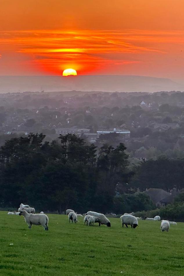 Sheep on a hill with the sunsetting in the background 