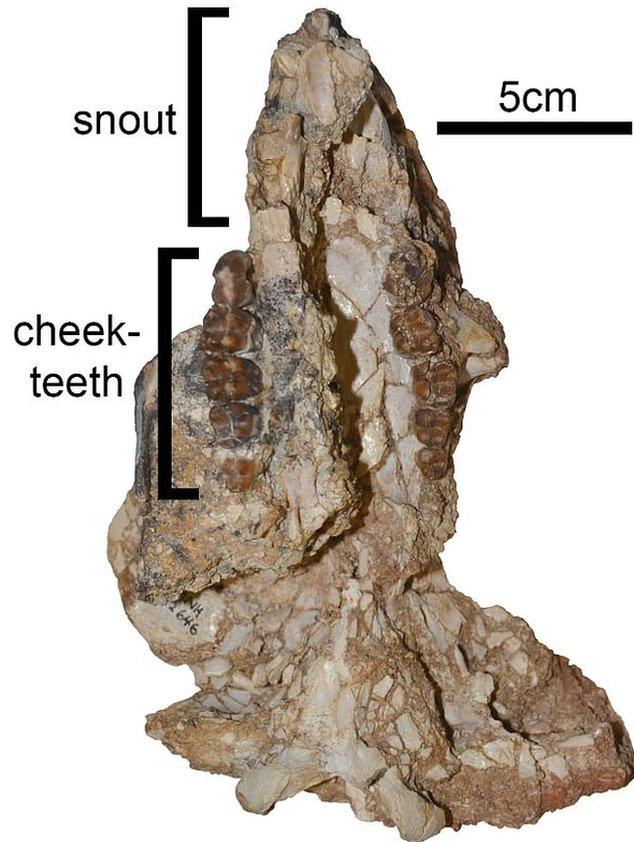 Fossil-of-giant-wombat-skull.