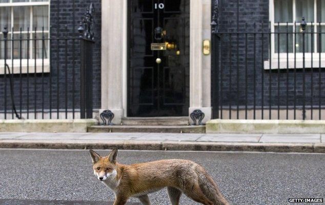 Fox in Downing Street