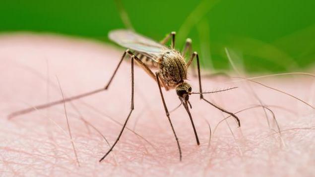 Picture of the Culex Mosquitoe Parasite on human skin